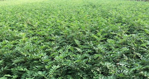 《花椒树苗种植攻略：揭秘高效栽培技术，让收益翻倍！》