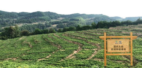 《揭秘前胡种植奥秘：高效技术视频助力产业升级》