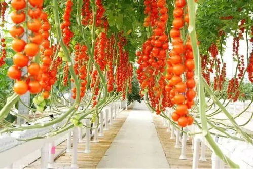 小西红柿种植攻略：揭秘高效管理与技术要点