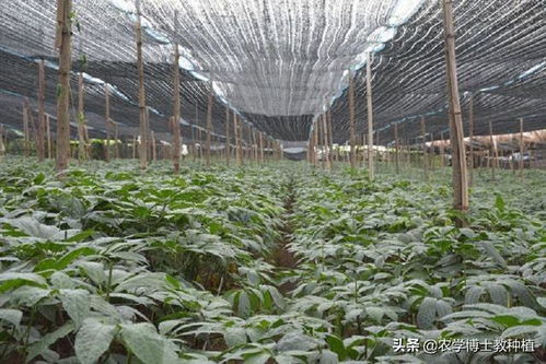 田七种植技术揭秘：如何培育出高品质的“地下金条”