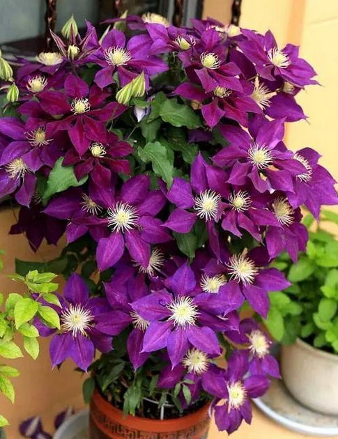 《铁线莲种植秘籍：打造美丽花园的秘诀》