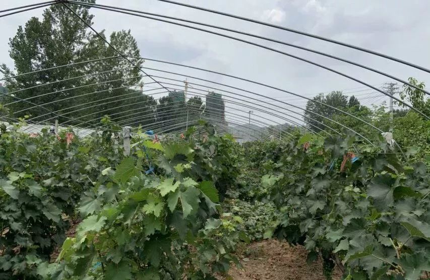家乡农产品调研问卷_农产品调研问卷问答题_农产品问卷调查结果分析