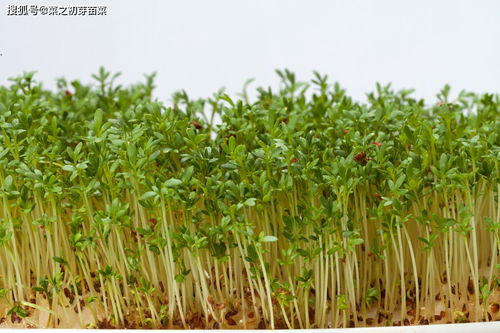 揭秘苜蓿芽苗菜种植，开启绿色健康新生活