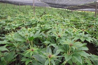 《药材种植技术网：揭秘现代中药产业的绿色未来——如何高效、环保地培育药材？》