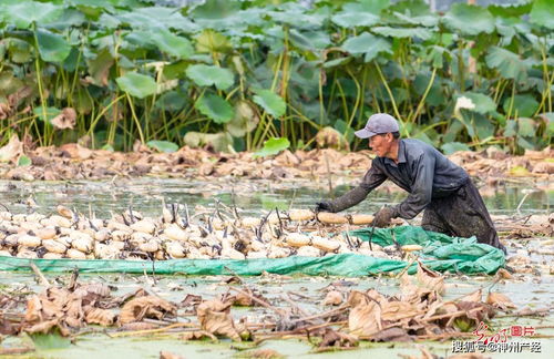 浅水藕种植攻略：揭秘高效益的“水中蔬菜”种植奥秘