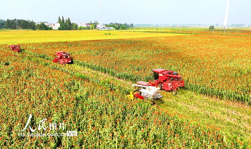 红高粱种植技术揭秘：如何提高产量与品质？