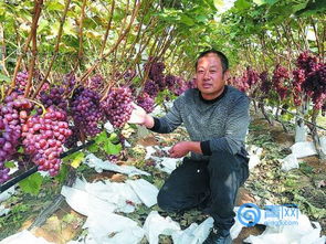 克瑞森葡萄种植技术：揭秘如何打造高品质葡萄园