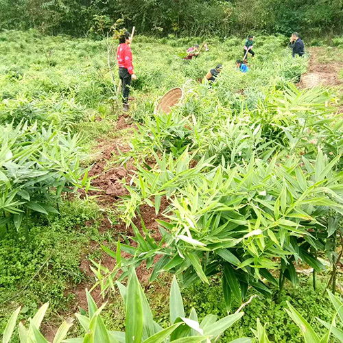 黄精种植新篇章：揭秘专业黄精种植技术，助力产业升级