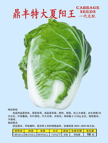 夏阳白菜种植技术揭秘：如何实现高产高效？
