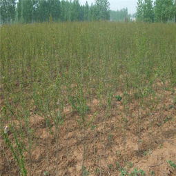 揭秘珍珠石榴种植奥秘：技术革新助力果农增收