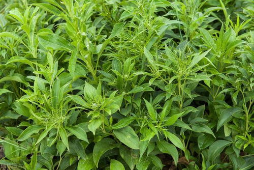 白术种植新篇章：揭秘高效栽培技术，助力产业升级