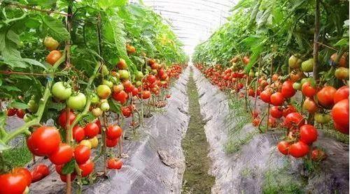 《番茄种植新篇章：科技赋能，如何打造高产高效农业？》
