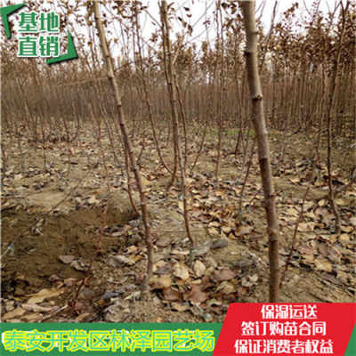 《苗木种植技术培训，开启绿色农业新篇章——揭秘高效培育之道》