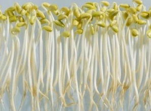 绿豆芽种植技术揭秘：如何培育出脆嫩多汁的绿色佳品？