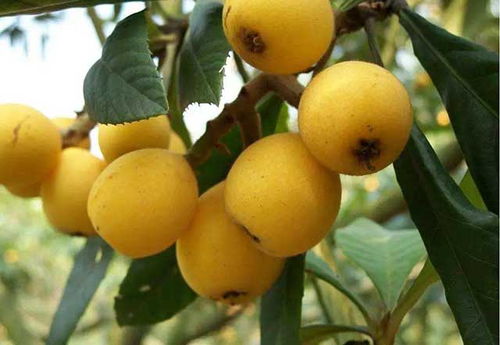 枇杷种植新篇章：揭秘高效种植技术，助力果农丰收