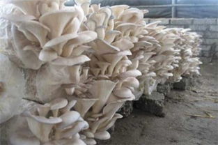 《大棚种植平菇新技术的革新之路：揭秘高效益的秘密武器》