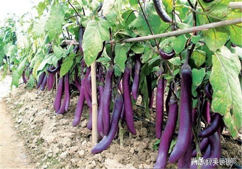 揭秘茄子种植秘籍：掐尖打叉，助您丰收在望