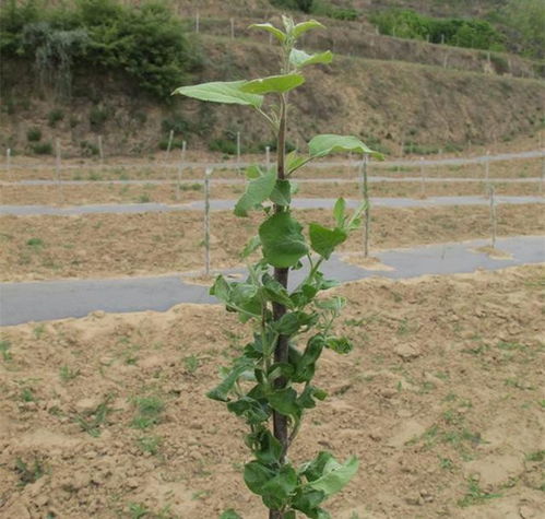 果园里的秘密：揭秘果树种植与管理的五大关键技术
