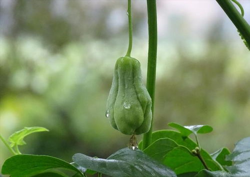 佛手瓜种植攻略：揭秘高效种植技术，让您的田园产出翻倍！