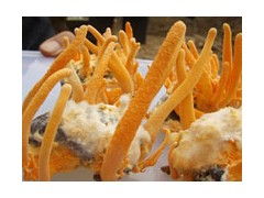 揭秘北虫草种植奥秘：高效技术视频带你走进生态农业新篇章