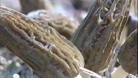 新疆羊肚菌种植技术揭秘：如何打造菌菇产业新亮点？
