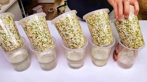 《绿豆芽种植攻略：绿色健康的厨房新宠，如何高效培育？》