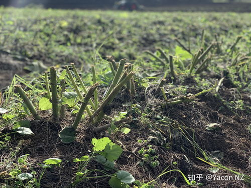 雪莲果种植全攻略：揭秘高效种植技术，打造绿色农业新亮点
