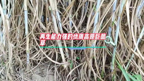 牛羊牧草种植技术升级：如何提高产量与质量？