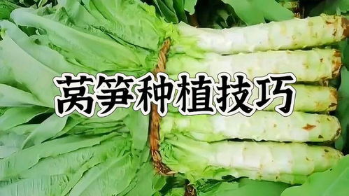《莴笋种植攻略：揭秘高效栽培技术，提升产量与品质》