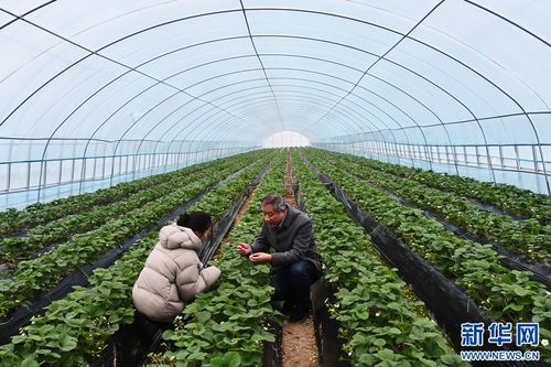 《草莓大棚：揭秘高效种植技术与未来市场趋势》