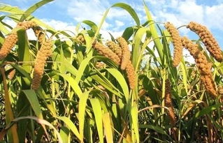 谷子种植新篇章：揭秘高效谷子种植技术