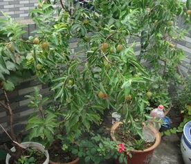 《盆栽冬枣种植攻略：如何在家打造绿色果香空间？》