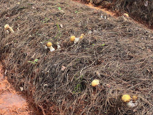 揭秘松茸种植技术基地：如何培育大自然的珍馐美味？