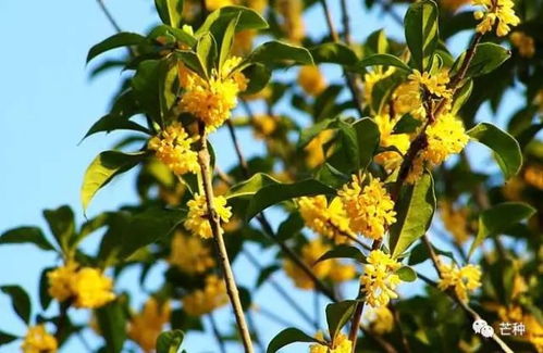 桂花树种植，自然之香如何培育？