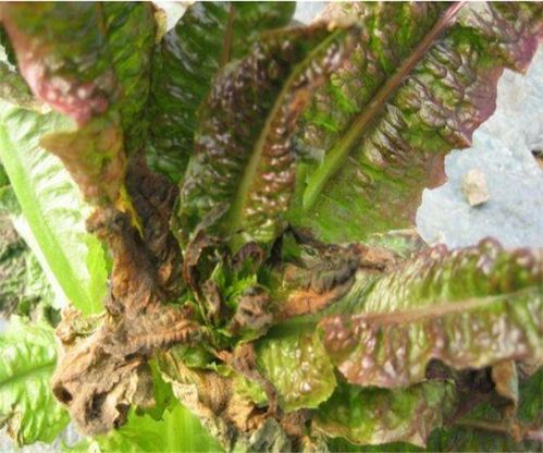 莴笋种植新篇章：揭秘高效莴笋种植技术，助力丰收