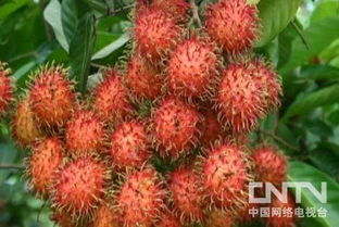 红毛丹种植新篇章：揭秘高效管理与技术突破