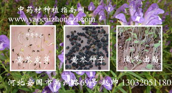 黄芩种植新篇章：除草剂的应用与种植技术解析