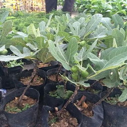 无花果树苗种植：揭秘高效种植技术，让果实丰盈满枝头