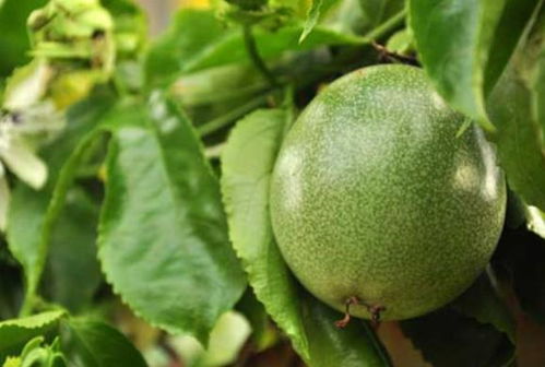 百香果种植全攻略：揭秘热带佳果的理想家园与高效栽培技术
