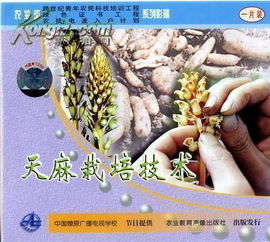 天麻种植技术揭秘：高清视频带你走进高效益的种植之道