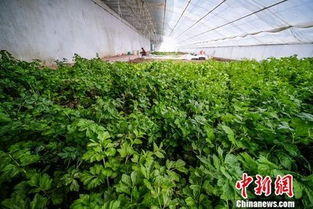 揭秘温室大棚芹菜种植：如何实现高效、高品质的蔬菜生产？