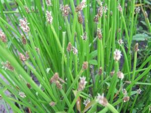 揭秘荸荠高产种植奥秘：如何实现亩产千斤？