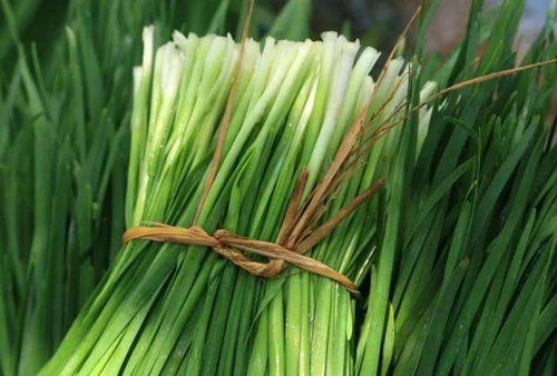 韭菜子种植：掌握最佳时间与技术，丰收在望！
