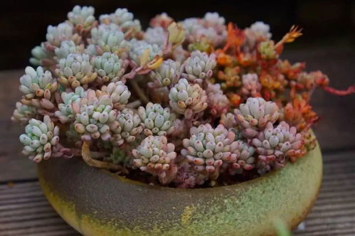 揭秘多肉植物种植秘籍：如何让您的多肉绿意盎然？