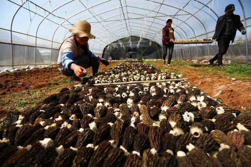 《羊肚菌种植：揭开高效农业的神秘面纱——如何开启你的羊肚菌种植之旅？》