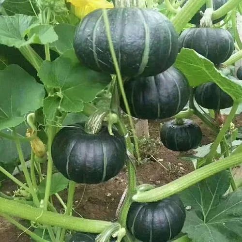南瓜种植攻略：揭秘高效种植技术与方法
