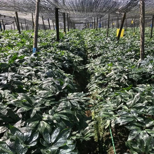 揭秘三七种植技术：如何培育出高品质的“金不换”