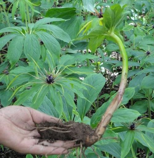 《探秘重楼种苗：揭秘高效种植技术，打造绿色财富链！》