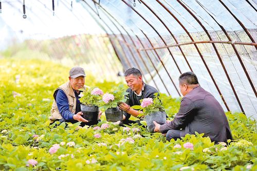草乌种植：揭秘亩收益背后的技术奥秘
