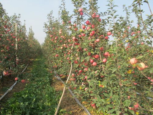 揭秘高效果树种植技术，视频教程助你轻松入门